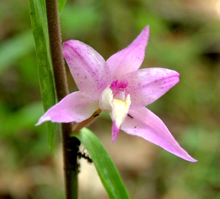 Cephalanthera rubra / Cefalantera rossa